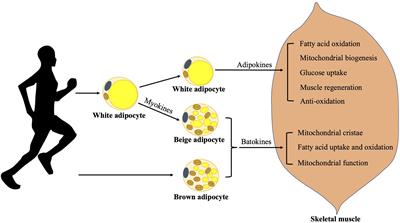 Management of Oxidative Stress: Crosstalk Between Brown/Beige Adipose Tissues and Skeletal Muscles